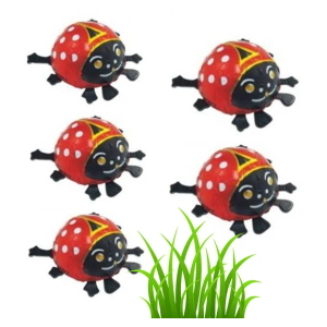 Chocolate Ladybirds