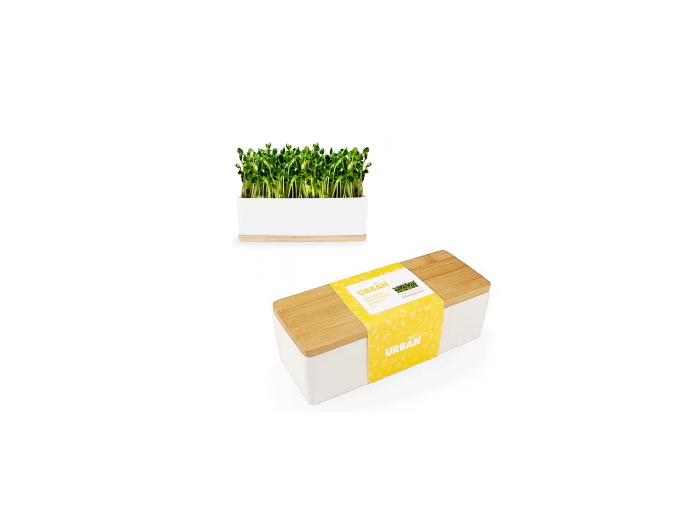 Mini Garden Sprout Kit